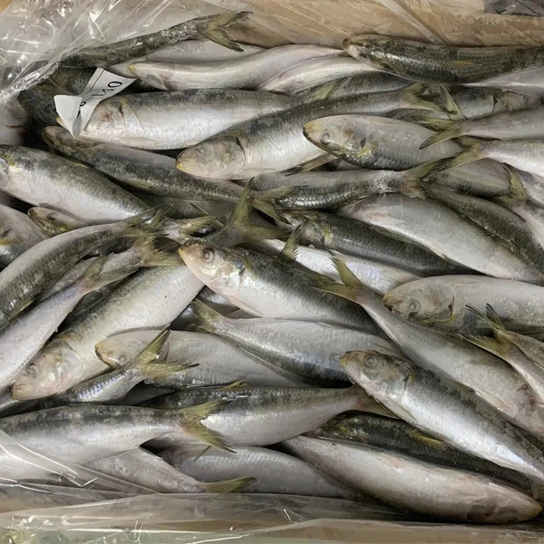 Fresh Frozen Sardines