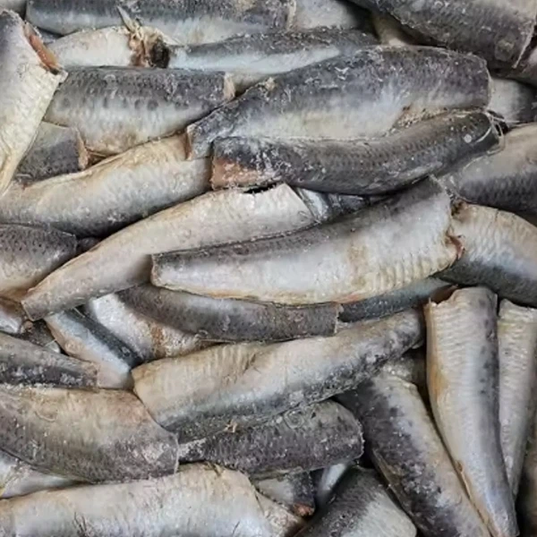 Sardine HGT