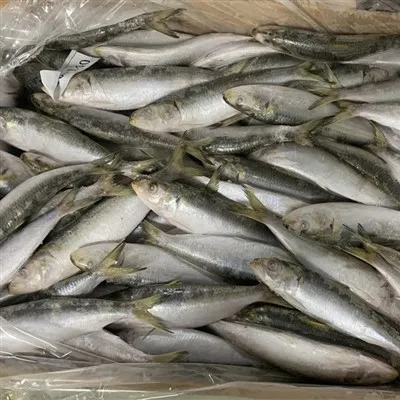 Svježe smrznute sardine